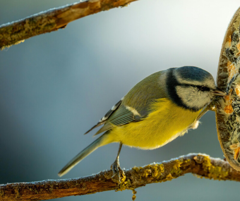 Sortie Oiseaux des jardins