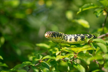 Ciné-causerie : des serpents dans nos têtes