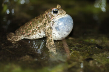Vauville/50 : Découverte des amphibiens de la réserve naturelle de la Mare de Vauville