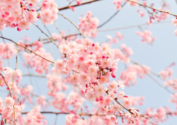 Hanami à Sceaux : sous les cerisiers du Japon