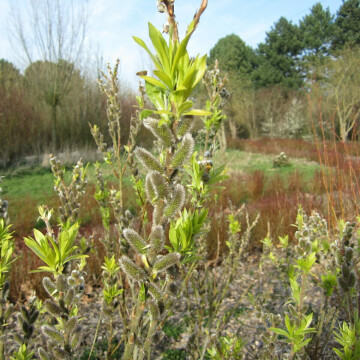 L’arrivée du printemps au Puythouck.