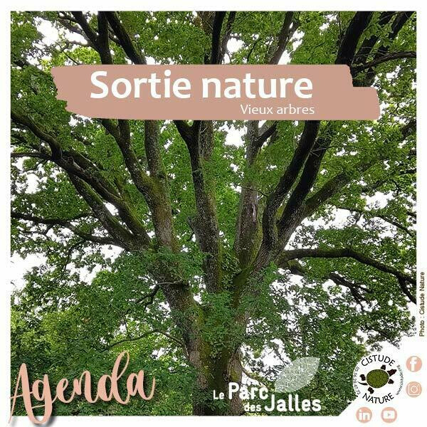 "Le secret des vieux arbres : une biodiversité cachée"