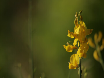 Sortie botanique : de la petite plante aux grands paysages