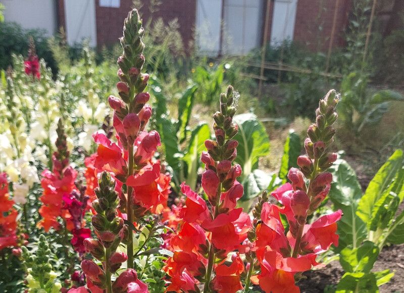 Agissons pour les pollinisateurs