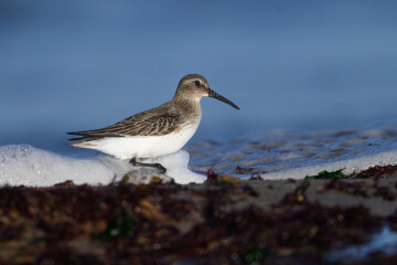 SALLENELLES/14 : Animation GONm