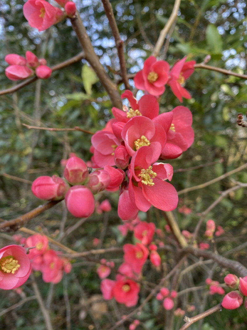 Atelier de curiosité : Haïkus