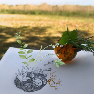 Balade artistique sur le cycle de la graine