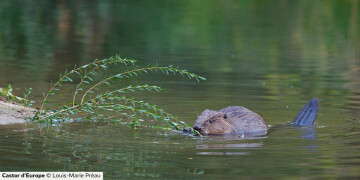 Loutres et Castors