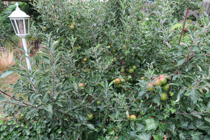 Atelier "Tailler ses pommiers"