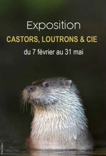 Exposition: Castors, loutrons & cie