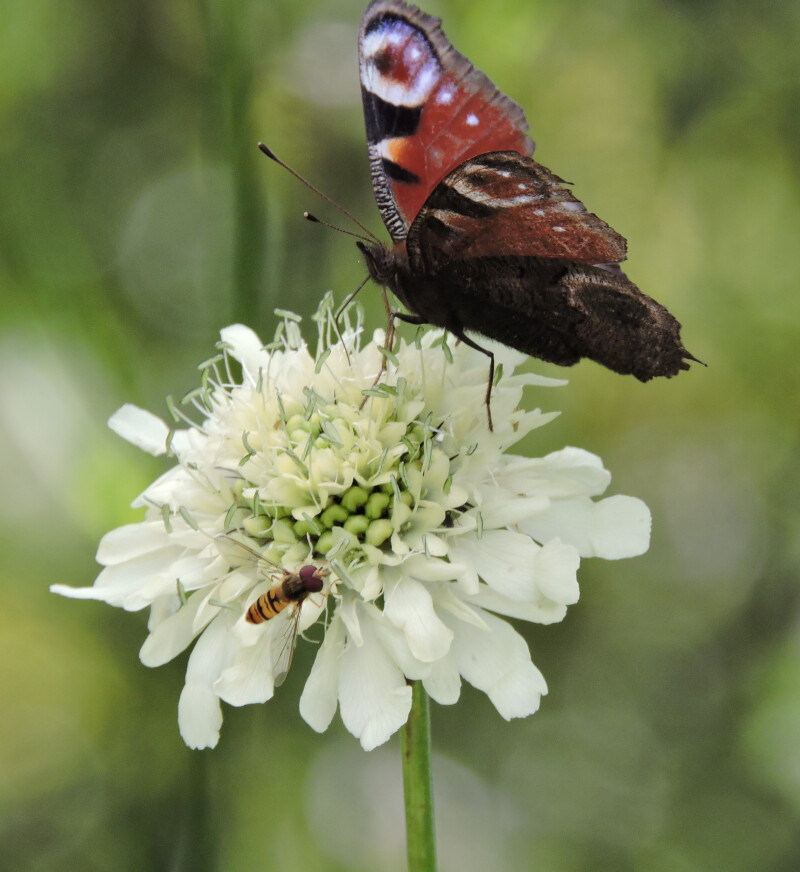 Découverte du jardin "Le Quenti", des animaux, de la nature