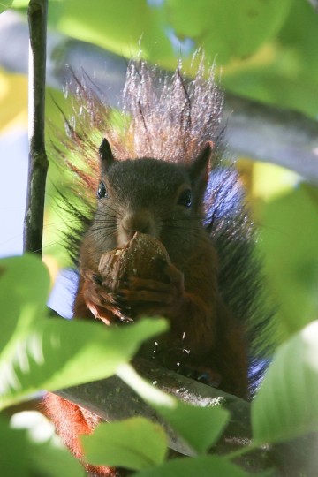 Les Chemins de l'Ecureuil!