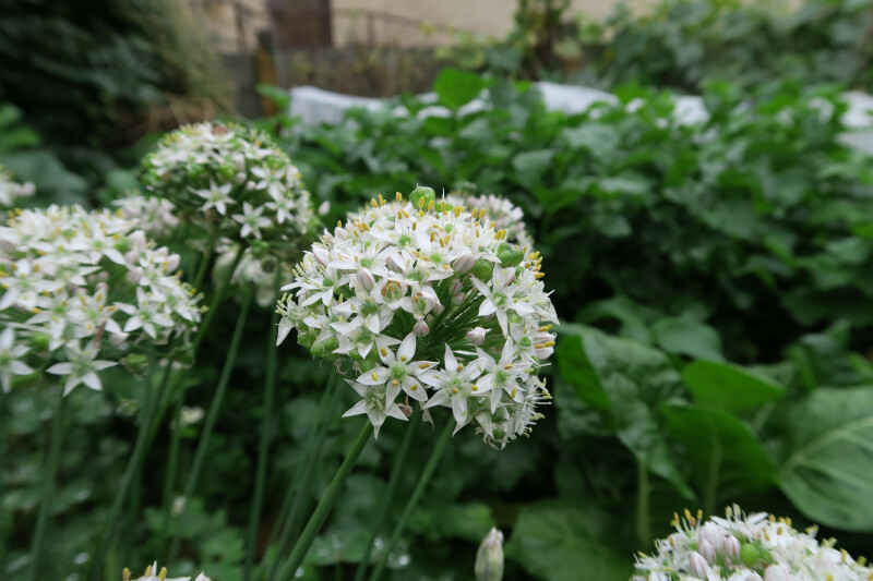 Jardinons ! Atelier "Cultiver, multiplier, cuisiner, les Alliums"