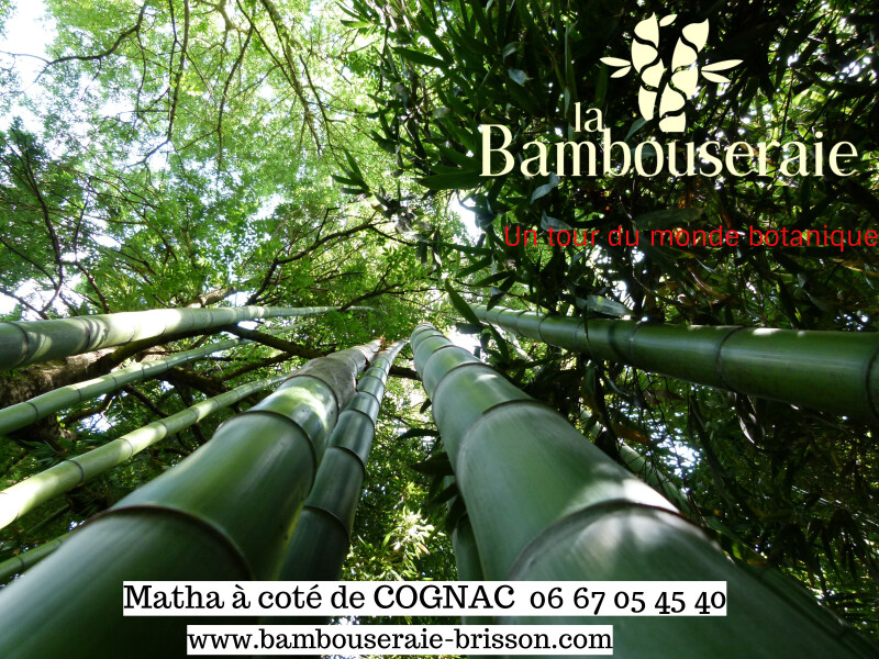 La Bambouseraie Brisson