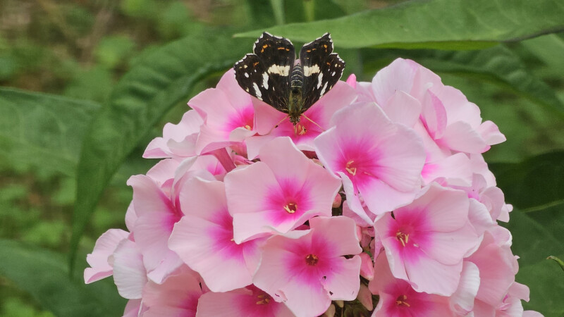 Découverte de la biodiversité au Jardin Forêt de la Licorne Saverne