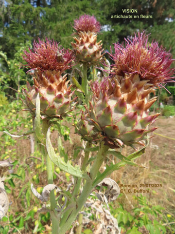 Le végétal vu autrement