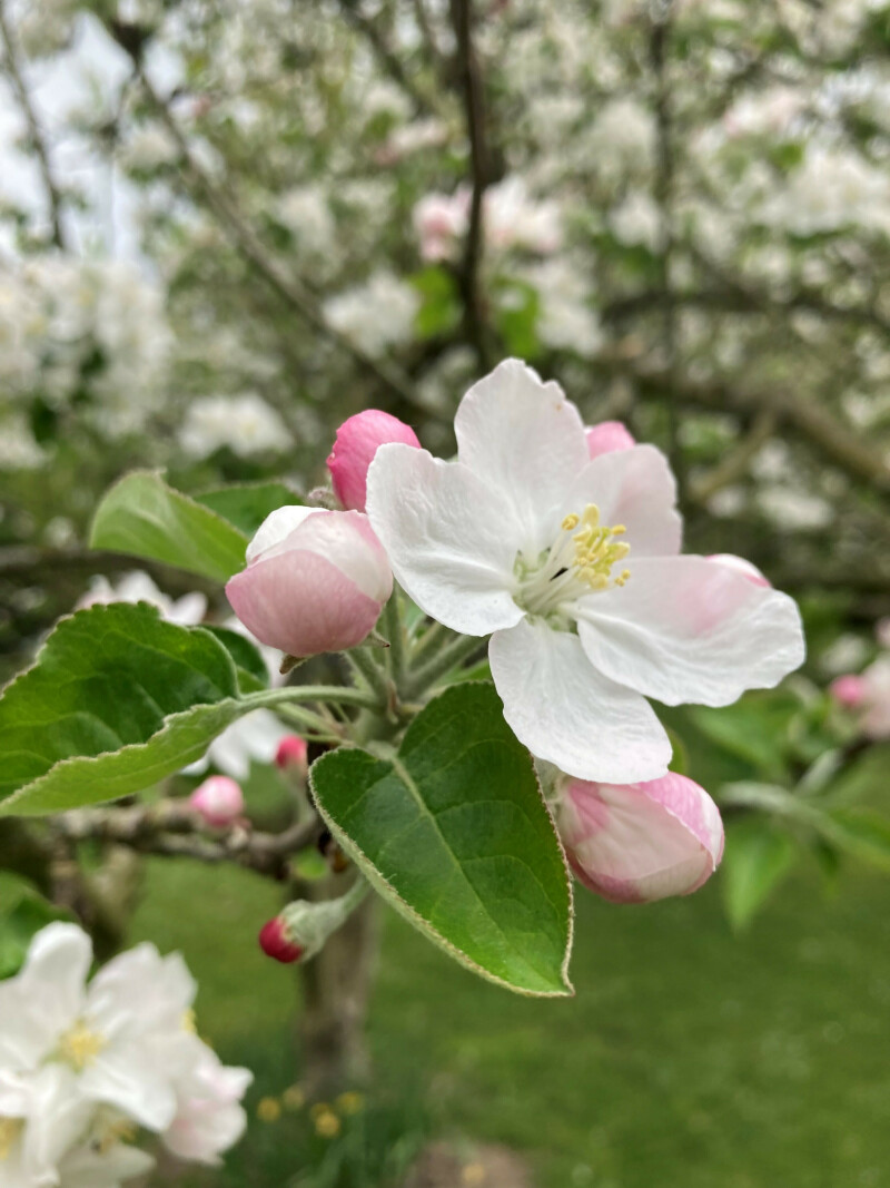 Jardinons ! Atelier "tailler ses fruitiers palissés"