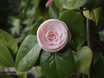 Visite découverte du jardin botanique