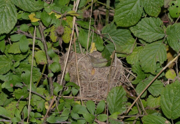 ROUEN/76 : Animation du GONm