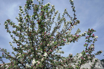 Table ronde : résilience climatique et avenir des territoires fruitiers
