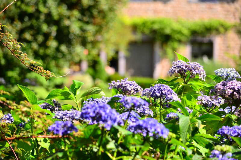 Visite libre du jardin