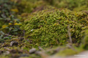 À la recherche de mousses sentinelles du climat