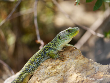 Chasse aux trésors spéciale reptiles