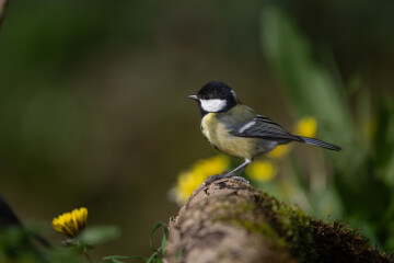 Sainte-Honorine-la-Chardonne/61 : Les chants des oiseaux printaniers