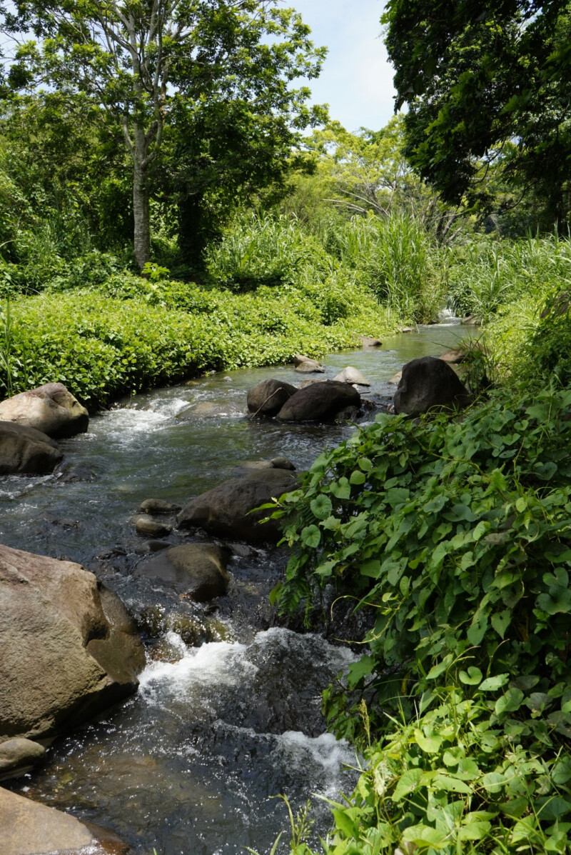 Jardin d'Ayo, Visite de la distillerie d'huiles essentielles et de son jardin créole