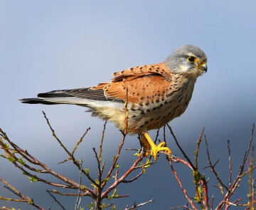 Le cluedo des rapaces