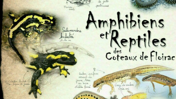 Drôle de Grenouilles !