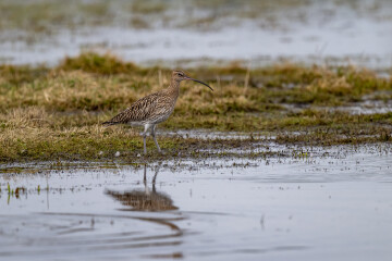 CRAIGNES-MESNIL-ANGOT/50 : stage de baguage des passereaux