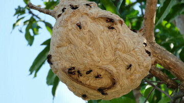 Piéger le frelon asiatique : réunion d'information et appel à participation