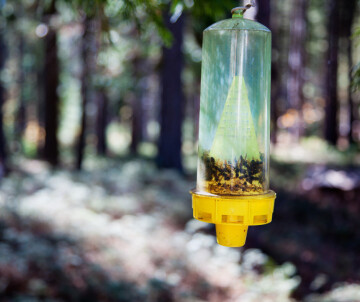 atelier fabrication de pièges à frelons à pattes jaunes (ou frelons asiatiques)