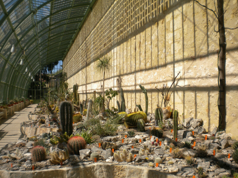 Visite gratuite de la Serre Martins : Cactus et succulentes - Jardin des Plantes de Montpellier