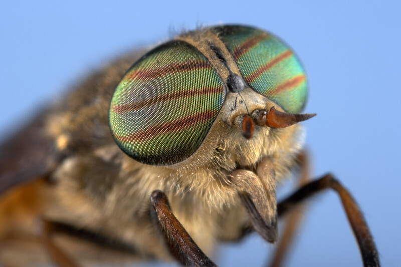 Mon petit Muséum : l'entomologie tirée à 4 épingles