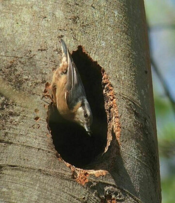 SAINT-SAUVEUR-LE-VICOMTE/50 :animation GONm