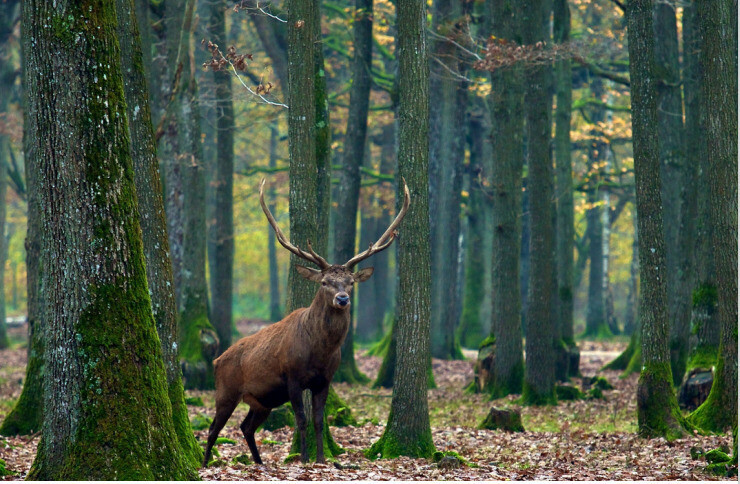 Exposition « La forêt face au changement climatique »