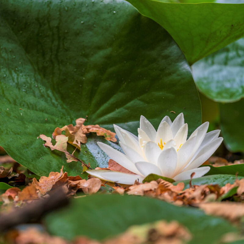 Le monde secret des mares