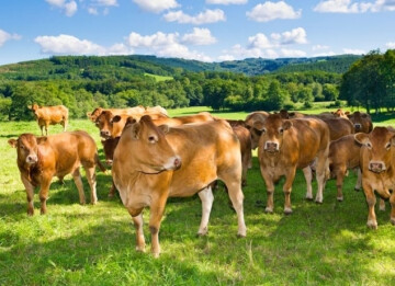 Portes ouvertes à La Ferme de Gaël