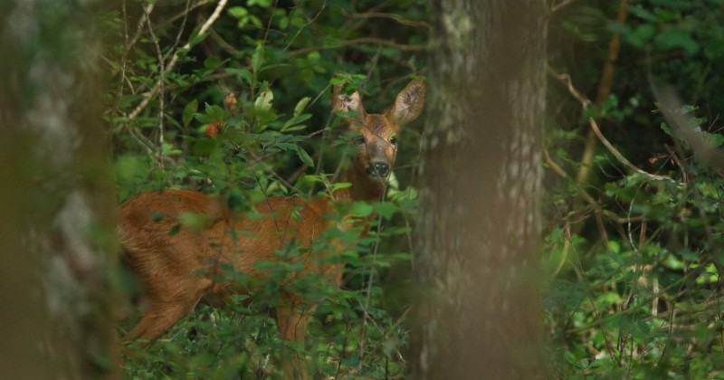 Exposition « La forêt face au changement climatique »