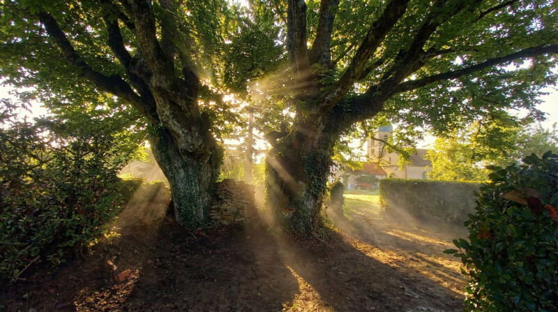 Inauguration du label "Arbres Remarquables" par l'association A.R.B.R.E.S