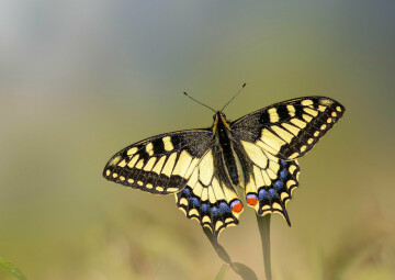 Le jour des papillons