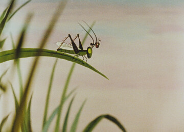 La princesse, l'ogre et la fourmi | Ciné-Minot