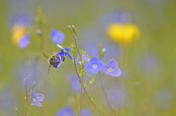 Balade naturaliste : les animaux artistes