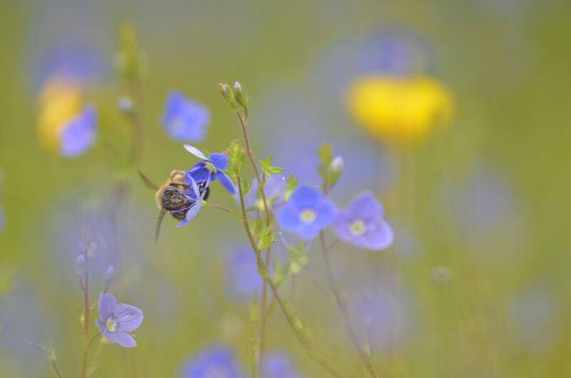 Balade naturaliste : les animaux artistes