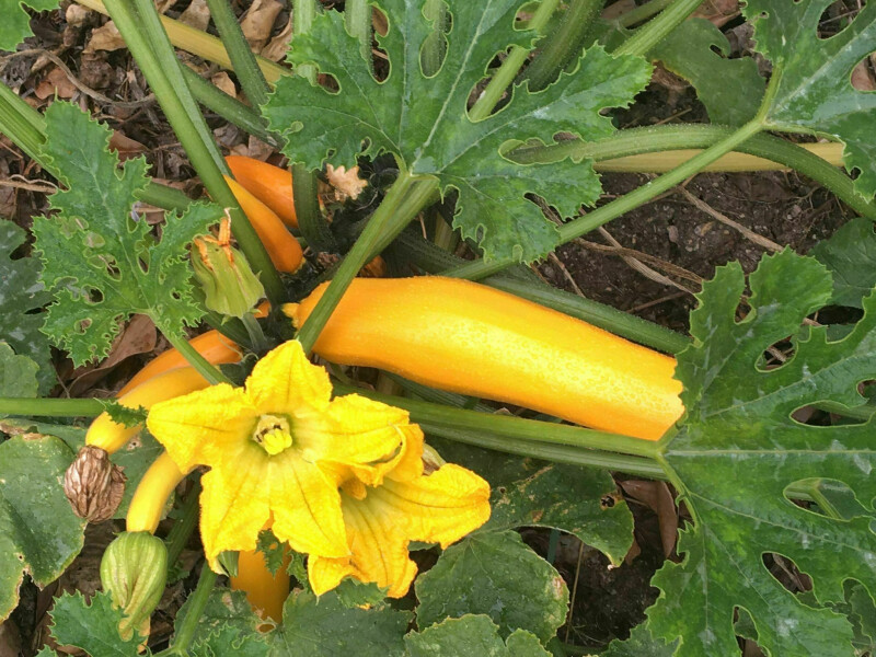 Les Binocles aux jardins de notre ville