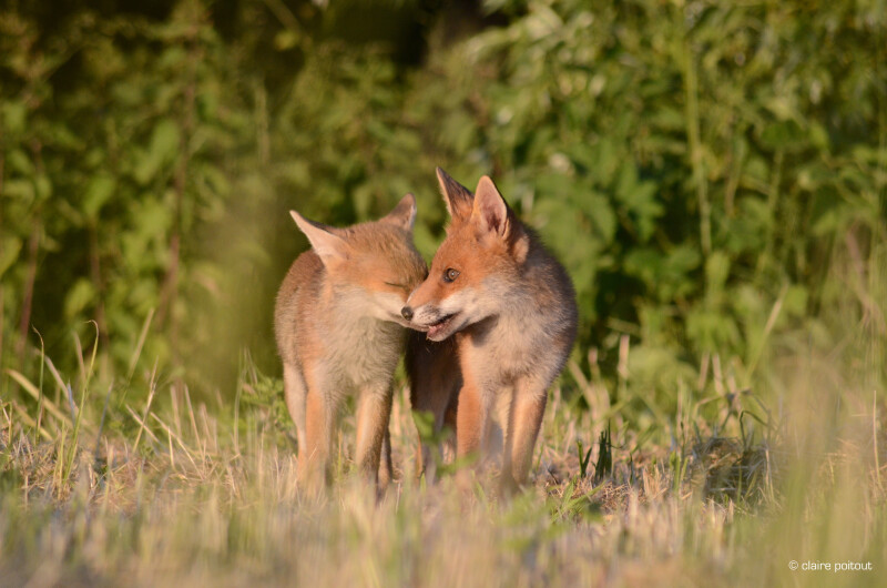 Conférence : la vie secrète du Parc de la Deûle