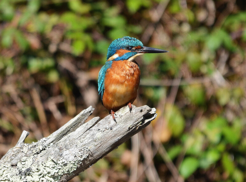 Rallye nature : les oiseaux du Lac de la Prade