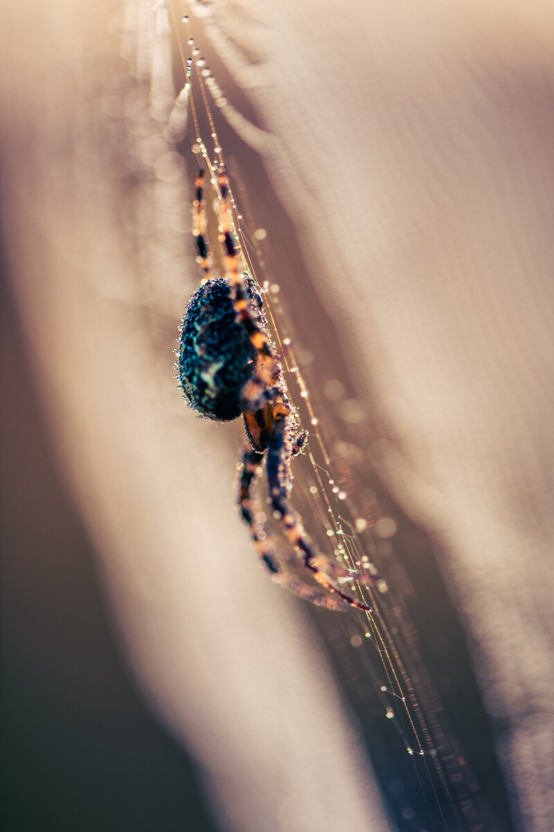 Zoom sur les araignées